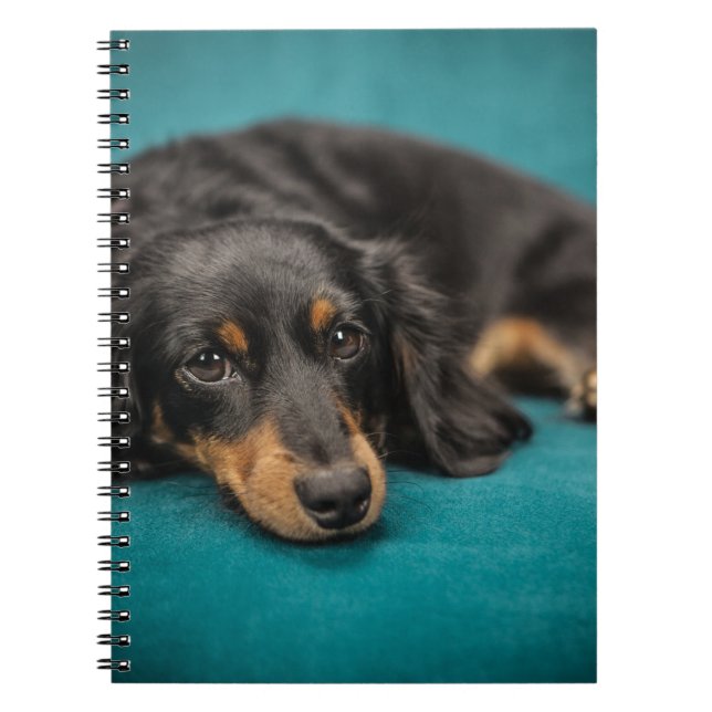 Cute Dachshund Laying Down Notebook (Front)