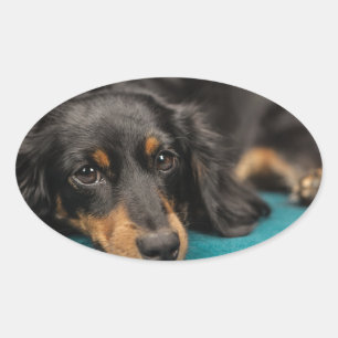 Cute Dachshund Laying Down Oval Sticker