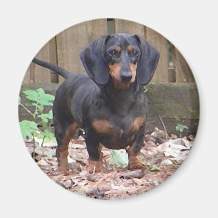 Cute dachshund magnet