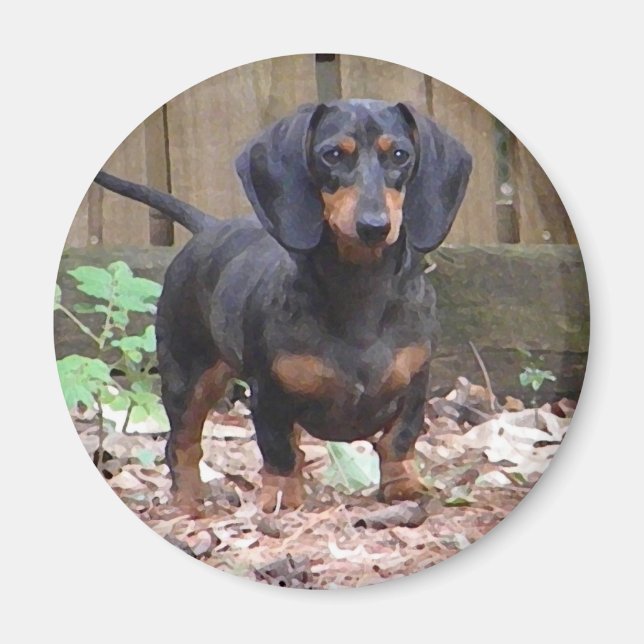 Cute dachshund magnet (Front)