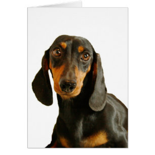 Cute Dachshund ( Miniature Brown Short Haired )