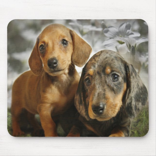 Cute Dachshund Puppies (Brown/Black) Mouse Mat (Front)