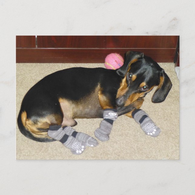 Cute Dachshund Wearing Socks Postcard (Front)