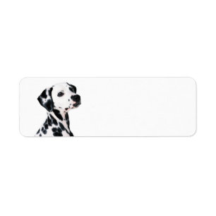 Cute Dalmatian Dog