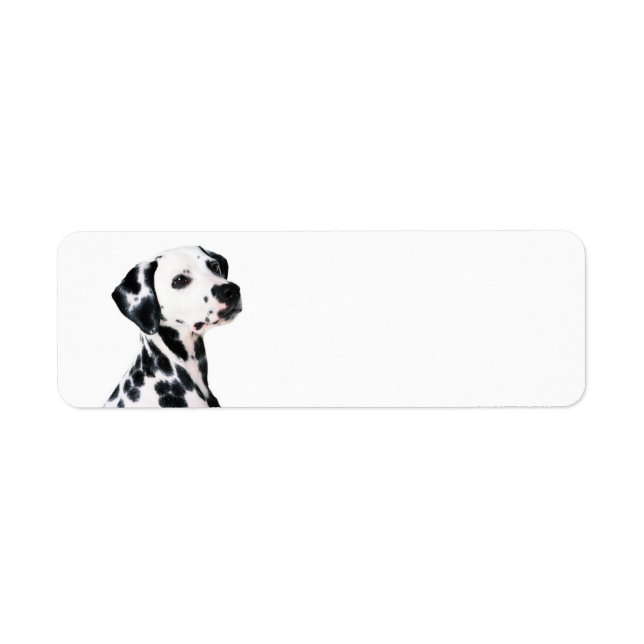 Cute Dalmatian Dog (Front)