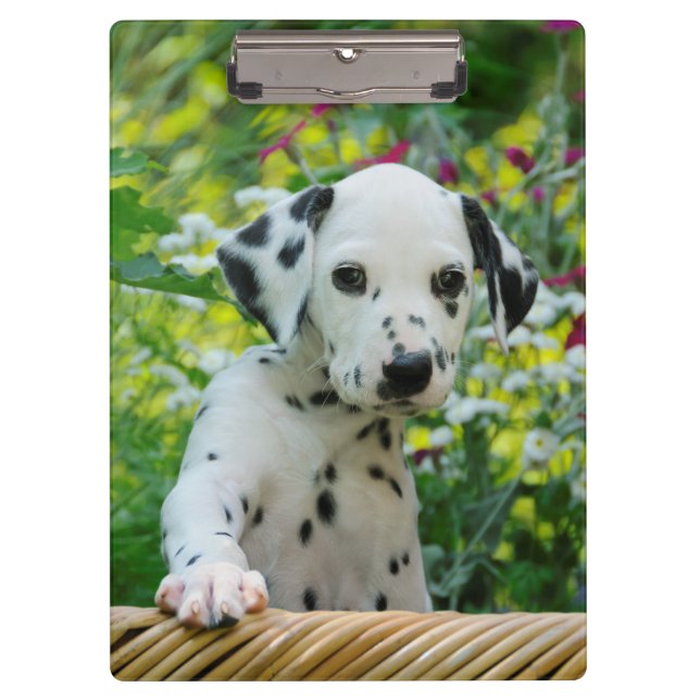 Cute Dalmatian Dog Puppy Portrait Pet Photo - on Clipboard (Front)