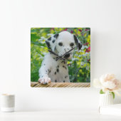 Cute Dalmatian Dog Puppy Portrait Photo - acrylic Square Wall Clock (Home)