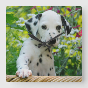 Cute Dalmatian Dog Puppy Portrait Photo - acrylic Square Wall Clock