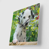Cute Dalmatian Dog Puppy Portrait Photo - acrylic Square Wall Clock (Angle)