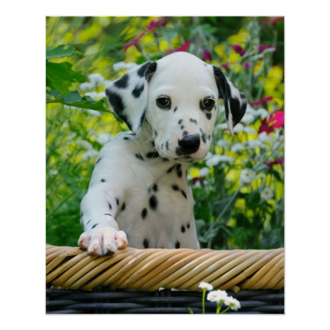 Cute Dalmatian Dog Puppy Portrait, Photo Poster (Front)