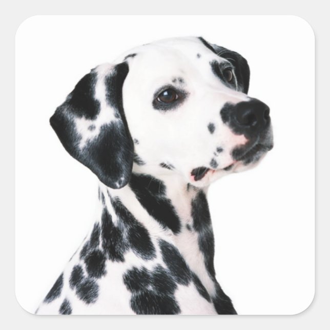 Cute Dalmatian Dog Square Sticker (Front)