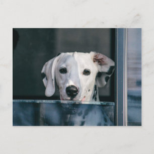 Cute Dalmatian pup Postcard