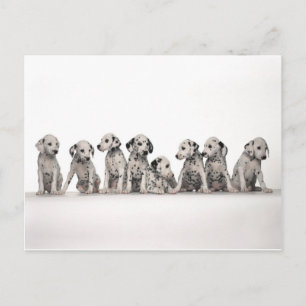cute dalmation puppies pupy pup pups dog dogs postcard