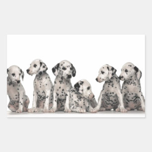 cute dalmation puppies pupy pup pups dog dogs rectangular sticker