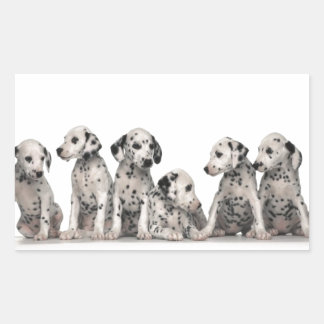 cute dalmation puppies pupy pup pups dog dogs rectangular sticker