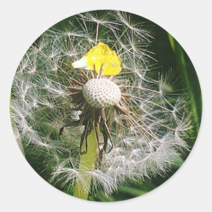 Cute dandelion classic round sticker