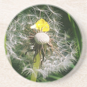 Cute dandelion coaster