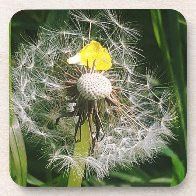 Cute dandelion coaster (Front)