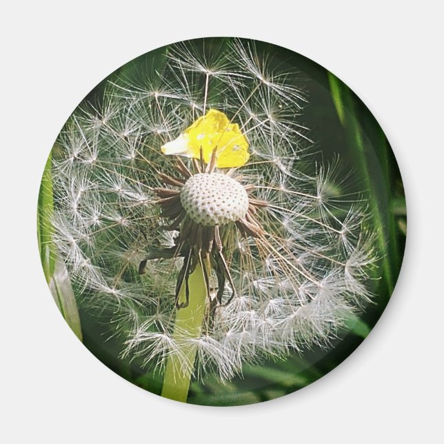 Cute dandelion magnet (Front)