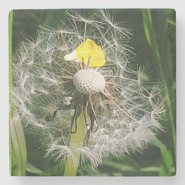 Cute dandelion stone coaster (Front)