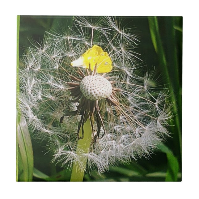 Cute dandelion tile (Front)