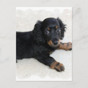 Cute Daschund Postcard