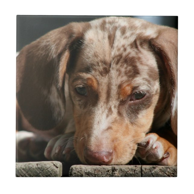 Cute Daschund Puppy Tile (Front)