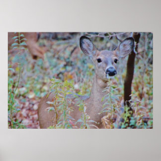 Cute Deer in a Forest Poster