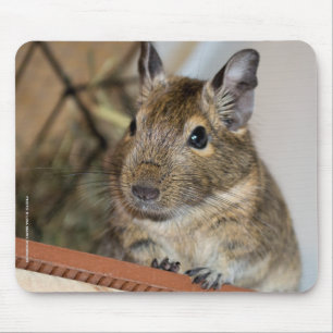 Cute Degu Mouse Mat