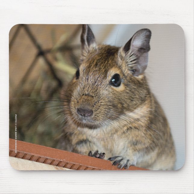 Cute Degu Mouse Mat (Front)