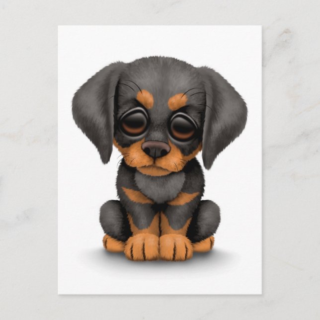 Cute Doberman Pinscher Puppy Dog on White Postcard (Front)