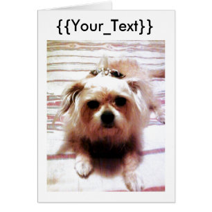 Cute Dog