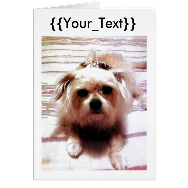 Cute Dog (Front)