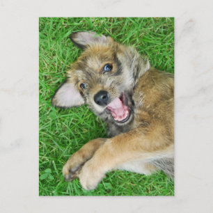Cute dog Berger Picard puppy. Postcard