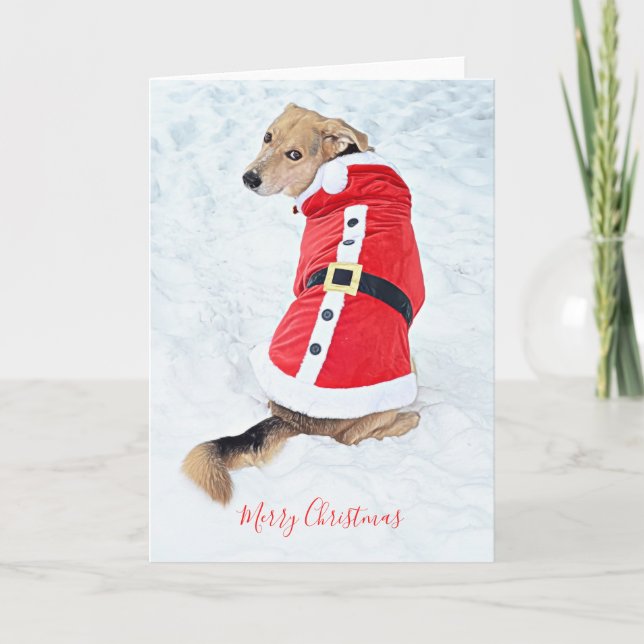 Cute Dog Christmas Snow Red Santa Suit Card (Front)