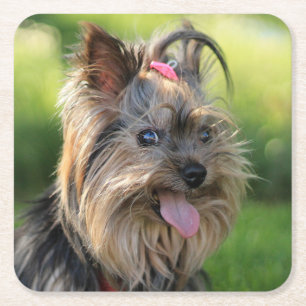Cute Dog coasters 3
