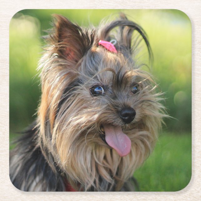 Cute Dog coasters 3 (Front)