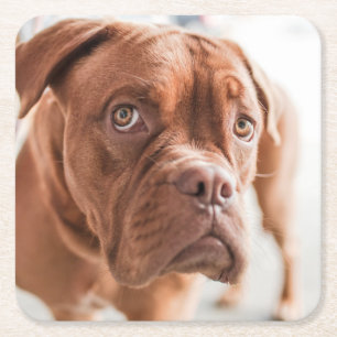 Cute Dog coasters 6