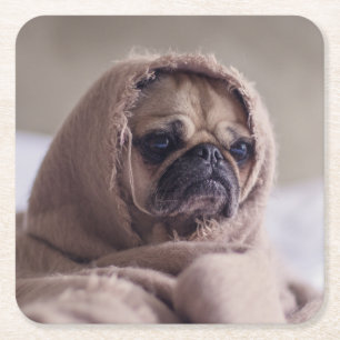 Cute Dog coasters 8