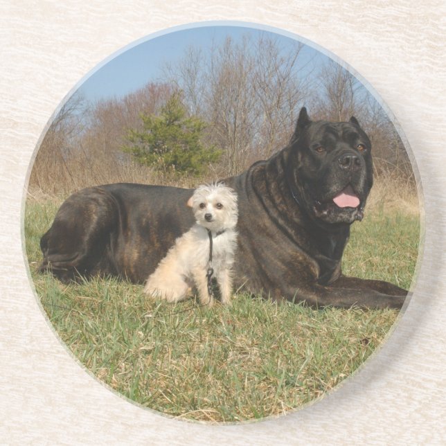 Cute Dog Couple Coaster (Front)