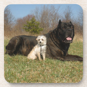 Cute Dog Couple Coaster