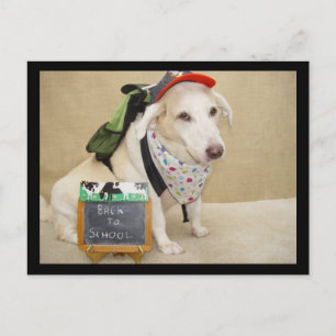 Cute Dog Funny Back to School Postcard