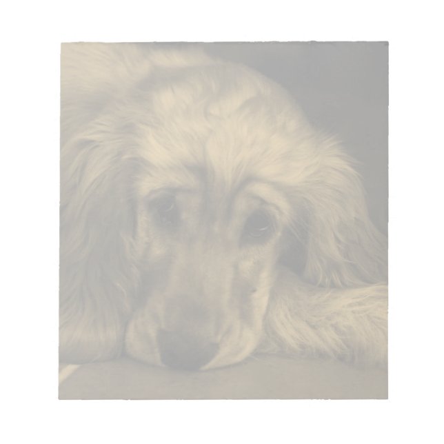 Cute Dog - Golden Retriever laying down Notepad (Front)