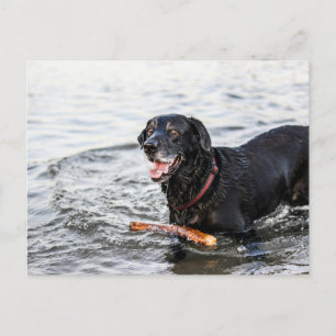 Cute Dog Happy Playing In Water Black Labrador Postcard