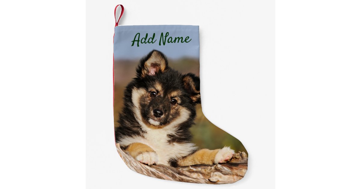 Cute Dog Icelandic Sheepdog Puppy at a Tree Trunk Small ...