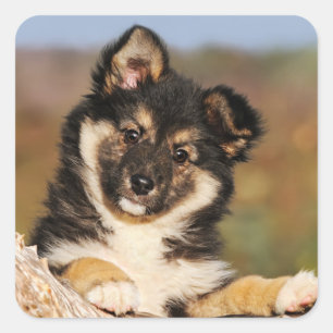 Cute Dog Icelandic Sheepdog Puppy at a Tree Trunk Square Sticker