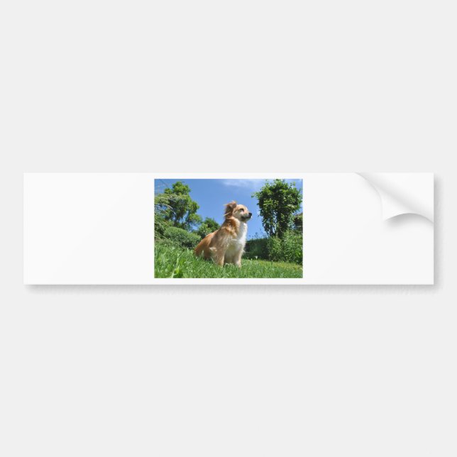 Cute dog in grass bumper sticker (Front)