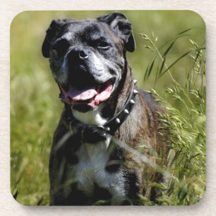 Cute dog in grass coaster
