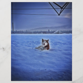 cute dog in snow