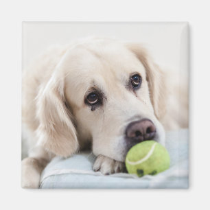 Cute Dog magnet 4